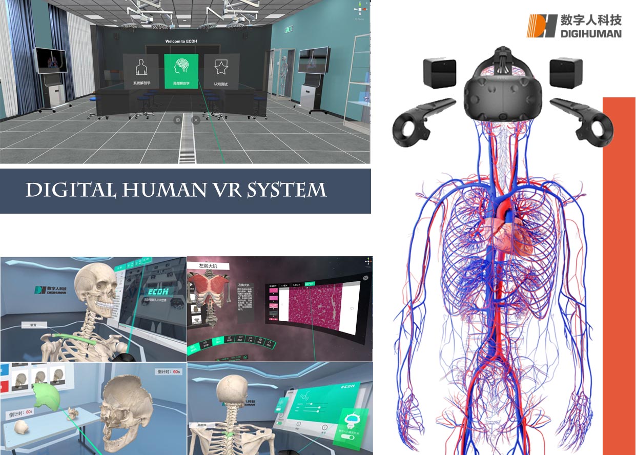 Studies of Anatomy in AR / VR